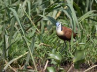 African Jacana (Actophilornis africanus)