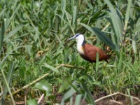 African Jacana (Actophilornis africanus)