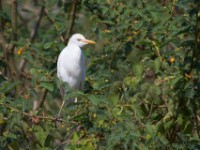Western Cattle Egret (Bubulcus ibis)