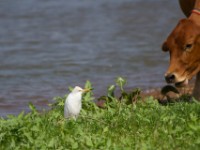 Western Cattle Egret (Bubulcus ibis)