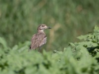 Water Thick-knee (Burhinus vermiculatus)