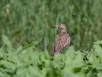 Water Thick-knee (Burhinus vermiculatus)