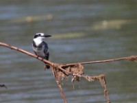 Pied Kingfisher (Ceryle rudis)