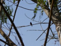 Red-chested Sunbird (Cinnyris erythrocercus)