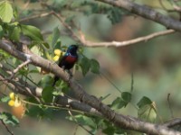 Red-chested Sunbird (Cinnyris erythrocercus)