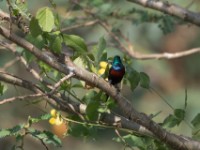 Red-chested Sunbird (Cinnyris erythrocercus)