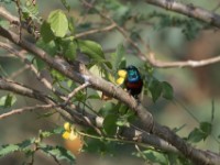 Red-chested Sunbird (Cinnyris erythrocercus)
