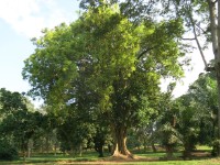 Entebbe Botanical Garden