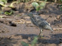 Striated Heron (Butorides striata)