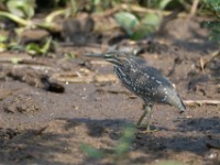 Striated Heron (Butorides striata)
