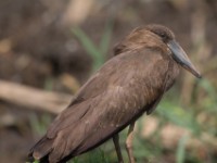 Hamerkop (Scopus umbretta)