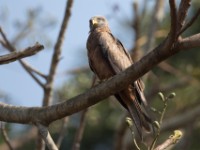 Yellow-billed Kite (Milvus aegyptius)