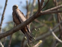 Yellow-billed Kite (Milvus aegyptius)