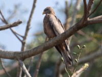 Yellow-billed Kite (Milvus aegyptius)