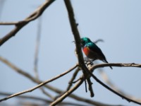 Olive-bellied Sunbird (Cinnyris chloropygius)
