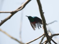 Olive-bellied Sunbird (Cinnyris chloropygius)