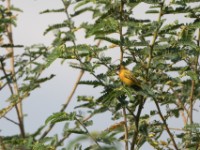 Golden-backed Weaver (Ploceus jacksoni)