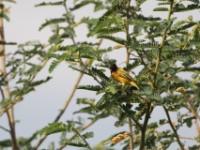 Golden-backed Weaver (Ploceus jacksoni)