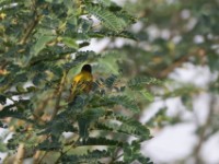 Golden-backed Weaver (Ploceus jacksoni)