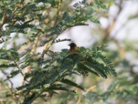 Golden-backed Weaver (Ploceus jacksoni)