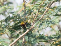 Golden-backed Weaver (Ploceus jacksoni)