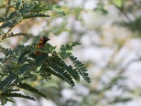 Golden-backed Weaver (Ploceus jacksoni)