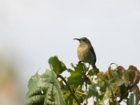 Sunbird sp.