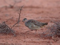 Crested Francolin (Dendroperdix sephaena spilogaster)