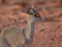 Guenther’s Dik-dik (Madoqua guentheri smithii)