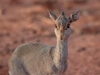 Guenther’s Dik-dik (Madoqua guentheri smithii)