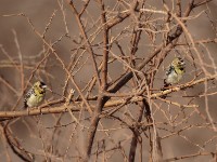 D'Arnaud's Barbet (Trachyphonus darnaudii boehmi)
