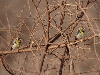 D'Arnaud's Barbet (Trachyphonus darnaudii boehmi)