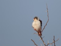 Pygmy Falcon (Polihierax semitorquatus castanonotus)