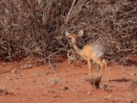 Harar Dik-dik (Madoqua hararensis)