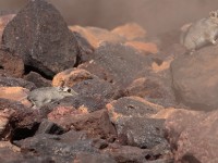 Rufous Elephant Shrew (Elephantulus rufescens)