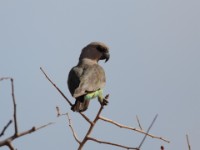 Red-bellied Parrot (Poicephalus rufiventris pallidus)