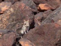 Rufous Elephant Shrew (Elephantulus rufescens)