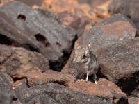 Rufous Elephant Shrew (Elephantulus rufescens)