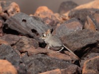 Rufous Elephant Shrew (Elephantulus rufescens)