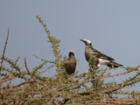 White-crowned Starling (Lamprotornis albicapillus albicapillus)