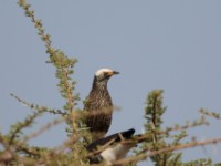 White-crowned Starling (Lamprotornis albicapillus albicapillus)