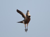 White-crowned Starling (Lamprotornis albicapillus albicapillus)