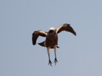 White-crowned Starling (Lamprotornis albicapillus albicapillus)