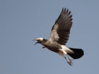 White-crowned Starling (Lamprotornis albicapillus albicapillus)