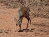 Guenther’s Dik-dik (Madoqua guentheri smithii)