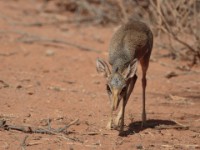 Guenther’s Dik-dik (Madoqua guentheri smithii)