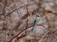 Somali Bee-eater (Merops revoilii)