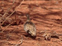 Black-faced Sandgrouse (Pterocles decorates ellenbecki)