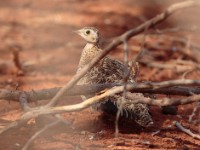 Black-faced Sandgrouse (Pterocles decorates ellenbecki)