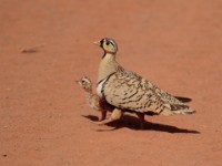 Black-faced Sandgrouse (Pterocles decorates ellenbecki)